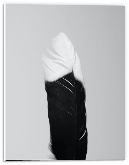 Forex - Zwart/wit Veer - 30x40cm Foto op Forex
