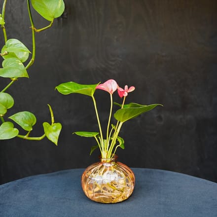 Nela | Anthurium | Hydroponie |Glas Roze | Bloem Roze