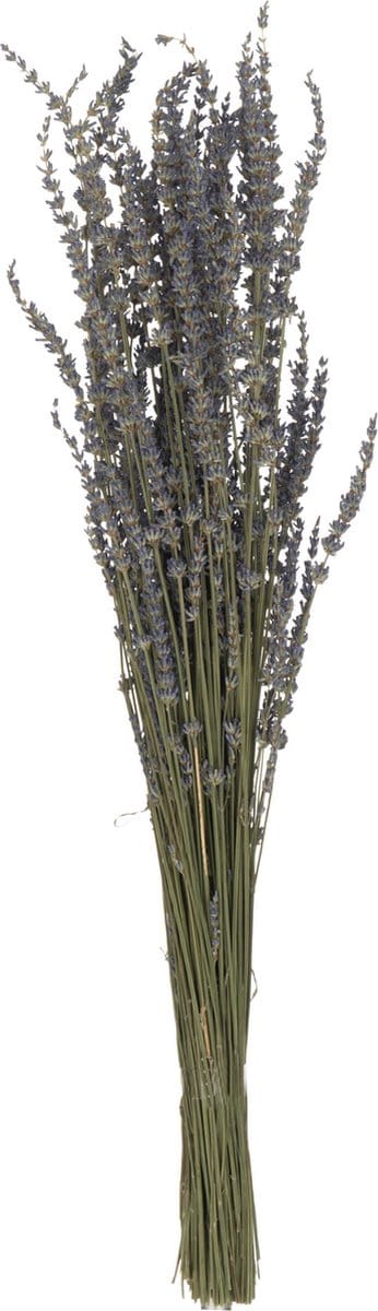 J-Line droogbloemen - Bundel Gedroogde Lavendel - riet - paars