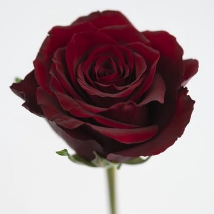 10x Rosa red bentley 60cm