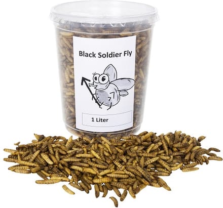 Black soldier fly - 3 X 1 Liter - tuindieren - Animal King