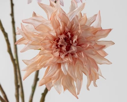 Dahlia steel mauve RT 63 cm