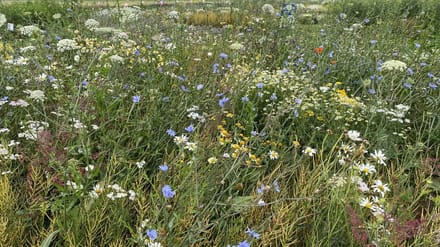 Stroomdalflora - Veldbloemenmengsel meerjarig - 100gr. - Advanta
