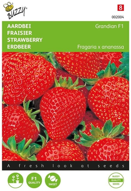 Buzzy® Aardbeien Grandian F1