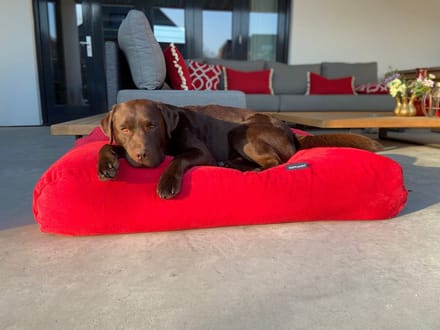 Dog's Companion - Hondenkussen / Hondenbed rood ribcord polyester small - S - 70x50cm