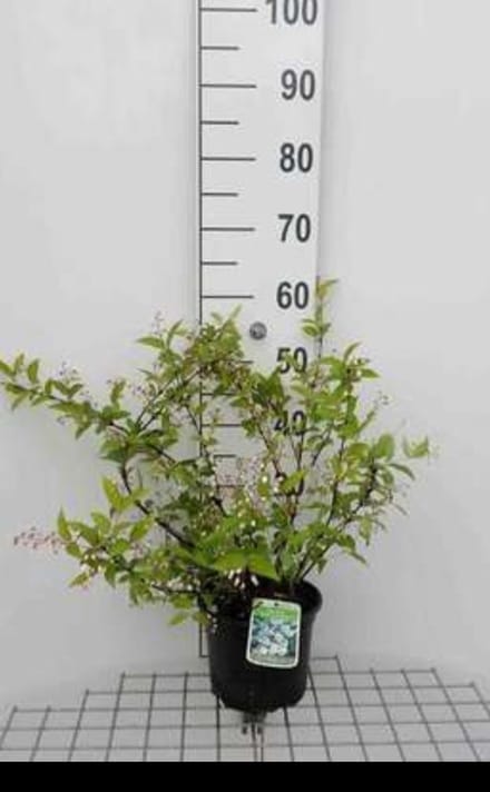 2 x Deutzia ros. 'Campanulata' - Bruidsbloem 40- 60 cm in pot