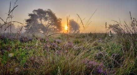 Fotobehang heideveld zonsopkomst in de mist 450 x 260 cm - € 295,--