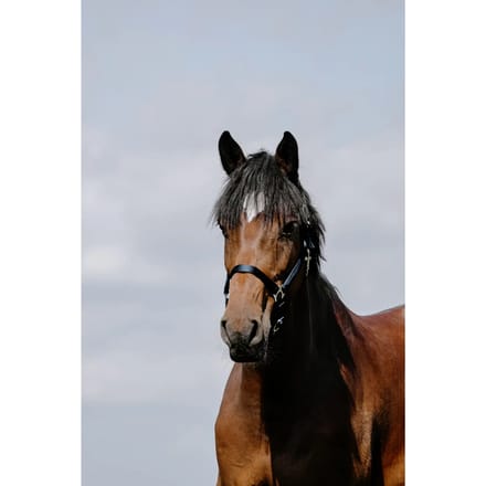Leren halster voor paarden Riding World Cushion