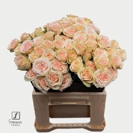 10x Rosa pinky promise 40cm