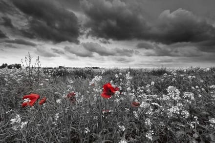Fotobehang - Poppies Black 375x250cm - Vliesbehang