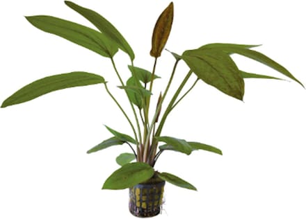 Aquafleur Echinodorus Sunset in 5 cm pot P5 Pot