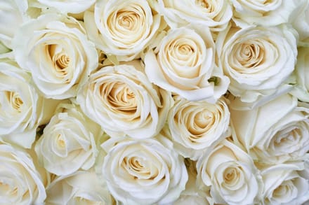 Fotobehang - White Roses 375x250cm - Vliesbehang