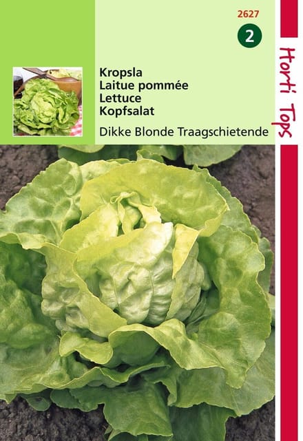 2 stuks - Hortitops - Kropsla Grosse Blonde Dikke Blonde Traagsch.