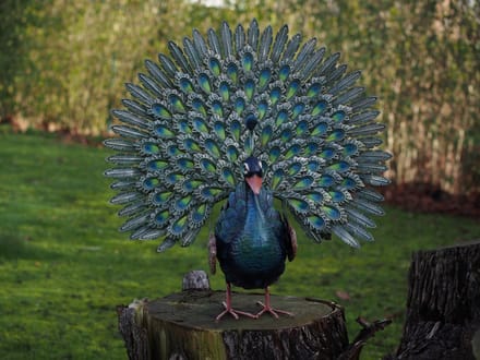 Tuinbeeld - pauw met staart open - metaal - 65 cm hoog