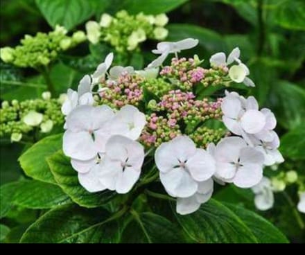 Hydrangea macr. 'Libelle' ('dragonfly') - Lacecap Hortensia, Teller Hortensia, Witte Teller 25- 30 cm in pot