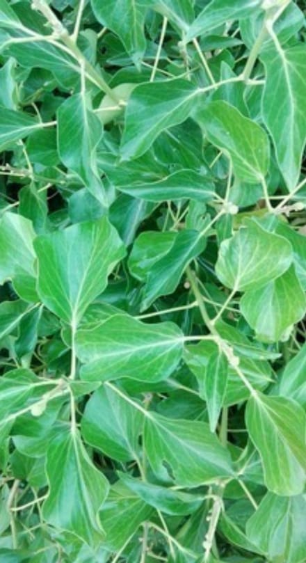 Hedera helix 'Arborescens' - Struikklimop 50- 60 cm in pot