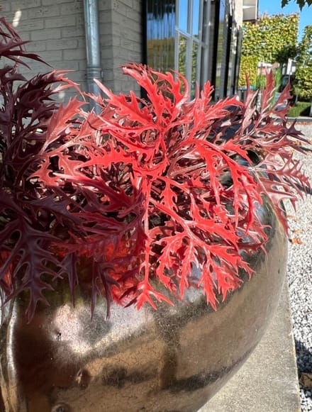 Ming Aralia burgundy tak 50cm UV