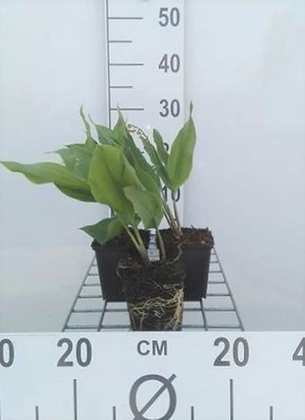 6x Meiklokje - Convallaria majalis | 9x9 cm pot