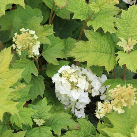 Eikenbladhortensia - Hydrangea quercifolia 'Snow Queen'® - 30-40 cm