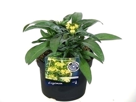 6x Muurbloem - Erysimum hybr. Yellow Bird' | 9x9 cm pot