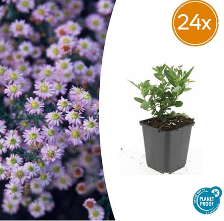 Aster ageratoides 'Stardust' | 24 stuks | Herfstasters | Tuinplanten