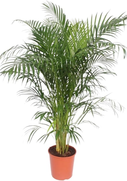 Dypsis Lutescens (Areca Palm) - 160 cm - ø30