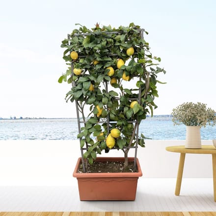 Citrus Lemon op rek - 160cm