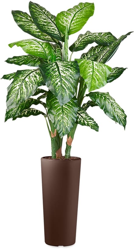 HTT - Kunstplant Dieffenbachia in Clou rond bruin H175 cm