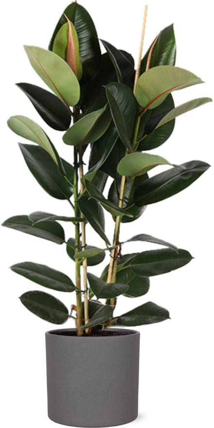 Ficus Elastica Robusta Ø24cm - 110cm in Era ANTRACIET pot