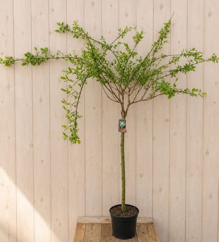 Salix Integra Wilg 'Hakuro Nishiki' 170 cm Warentuin Natuurlijk