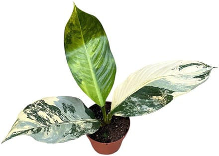 Dieffenbachia Big Ben - Kamerplant - Potmaat Ø17 cm