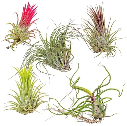 JUNAVERA Tillandsia Mix Set van 5