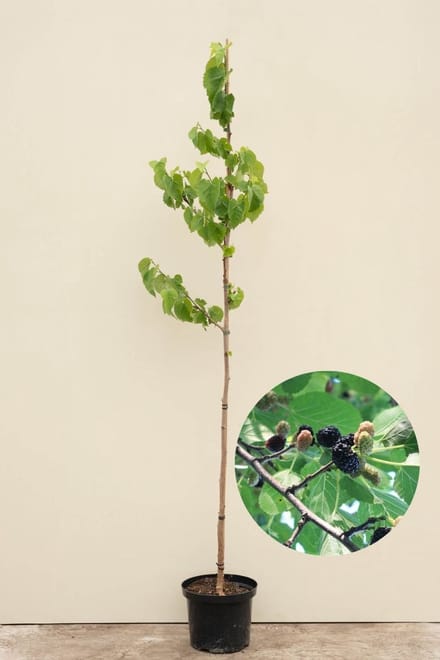 Jonge Zwarte Moerbei boom | Morus nigra | 100-150cm hoogte