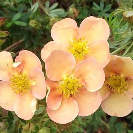 Potentilla Fruticosa 'Daydawn' - Struikganzerik 25-30 cm pot