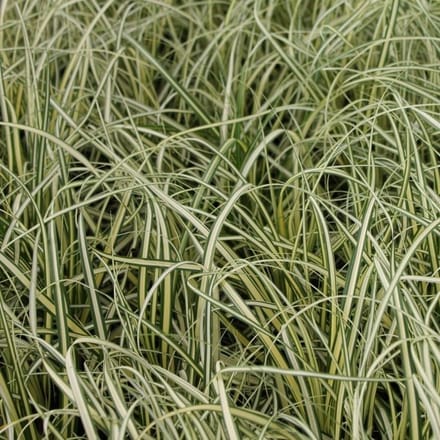 6x Japanse zegge - Carex oshimensis 'Evergreen' - Pot 9x9cm