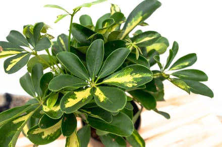 Schefflera Gold Capella op stam - 50cm