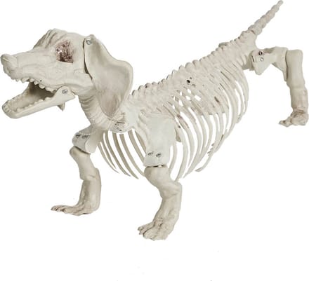 Skelet teckel - halloween hondje - decoratie