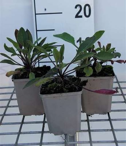 6x Damastbloem - Hesperis matr. 'Alba' | 9x9 cm pot