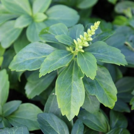 24 x Pachysandra terminalis 'Green Carpet' pot 9x9cm, voor 3m² : De ideale bodembedekker voor groene tuinen.