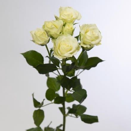 10x Rosa tr. green glow 50cm