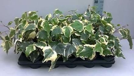 12x Klimop - Hedera alg. 'Gloire de Marengo' | 9x9 cm pot
