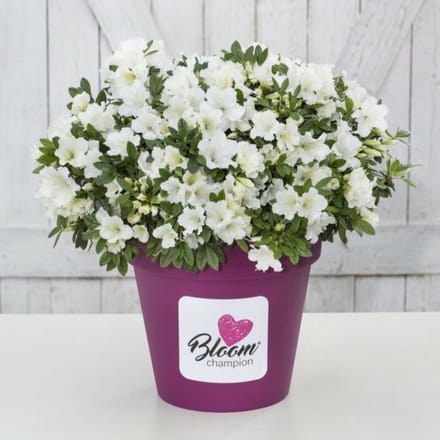 4 x Azalea 'Bloomchampion' Wit - Azalea in C3(liter) pot met hoogte 20-30cm