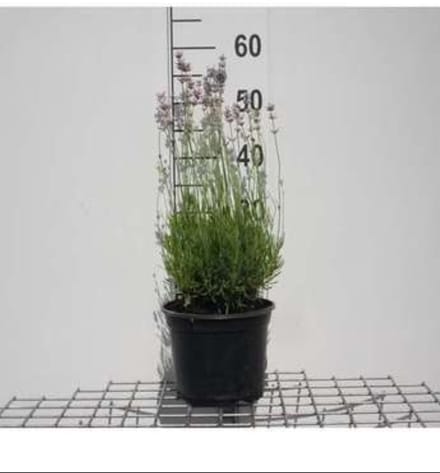 2 x Lavandula ang. 'Rosea' - Lavendel In pot 3 liter