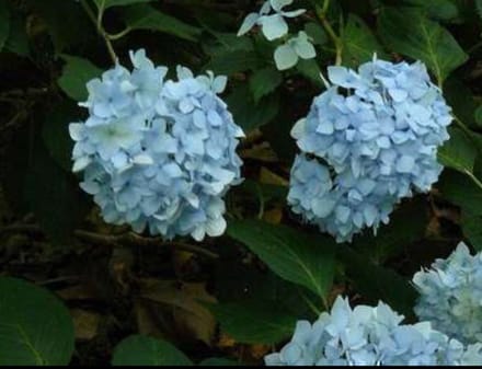 Hydrangea macr. 'Bouquet Rose' - Boerenhortensia, Bolhortensia 25- 30 cm in pot