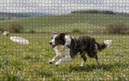 Puzzel Border Collie met frisbee | 1000 stukjes | Dierenpuzzel | Hondenpuzzel