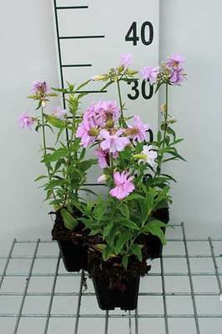 6x Zeepkruid - Saponaria off. 'Rosea Plena' | 9x9 cm pot