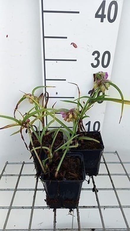 6x Eendagsbloem - Tradescantia (a) 'Rubra' | 9x9 cm pot
