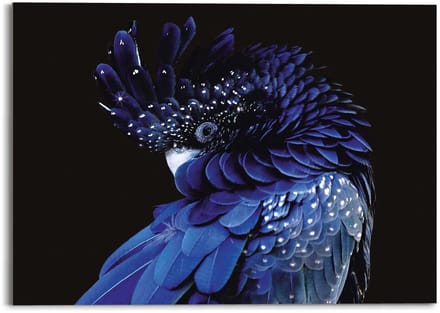 Plexiglasschilderij Blauwe papegaai - 50 x 70 - Acrylglas - REINDERS