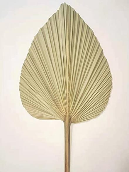 Gedroogde palmbladeren voor wanddecoratie en bruiloften