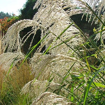 6 x Miscanthus Sinensis 'Silberfeder' - Scherpgroen - pot 9 x 9 cm - Prachtige Vroegbloeiende Miscanthus